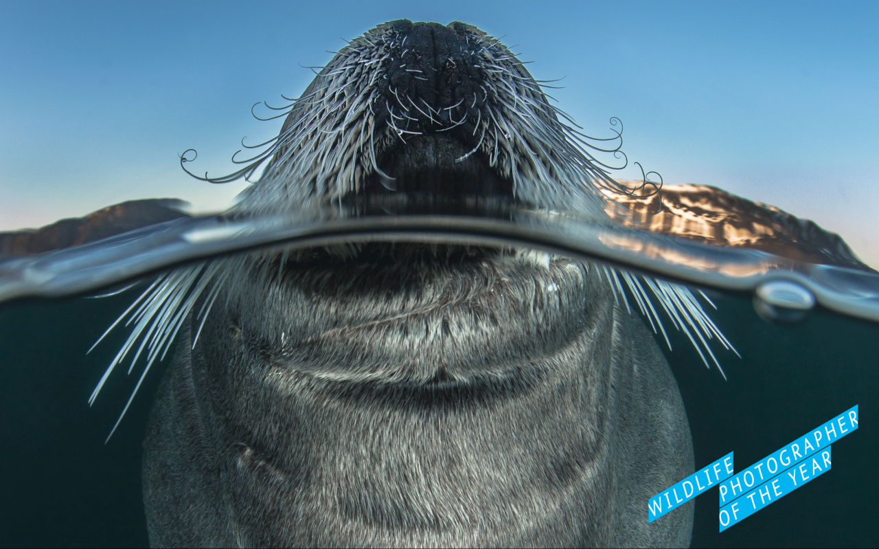 Immagine WILDLIFE PHOTOGRAPHER OF THE YEAR