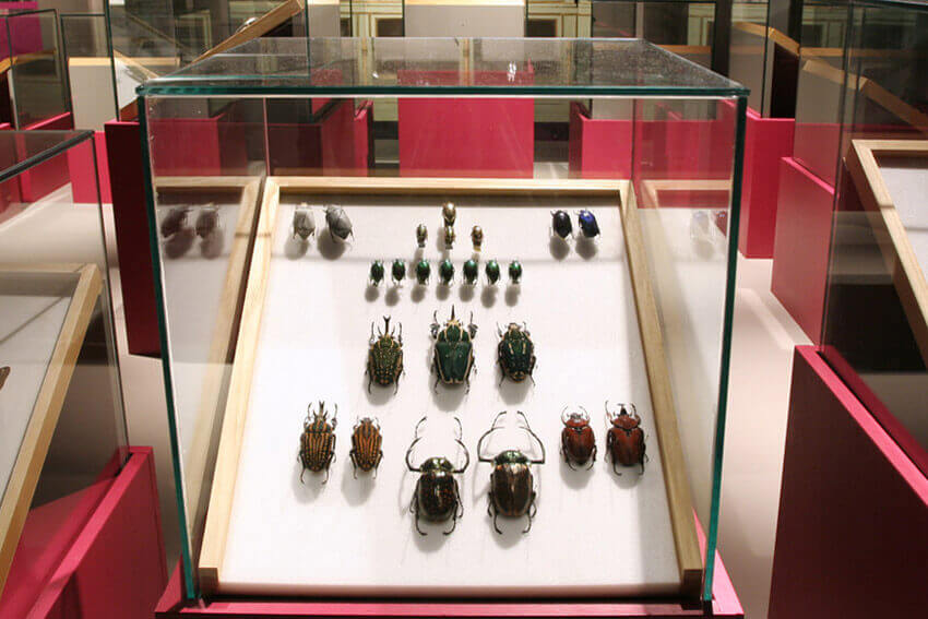 Immagine Insecta